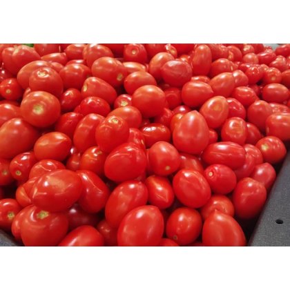 Hybrid Tomato - ટામેટા