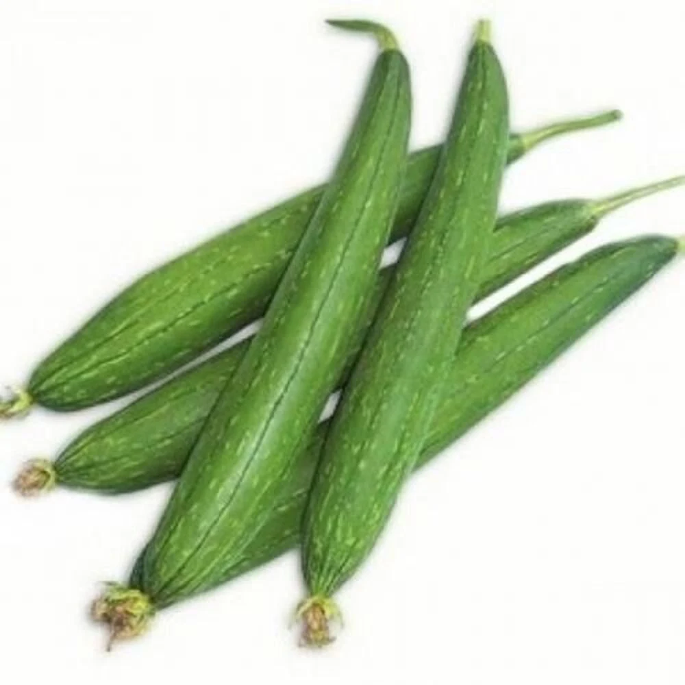 Sponge Gourd - Galka