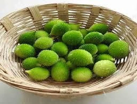 Spiny gourd - Kantola