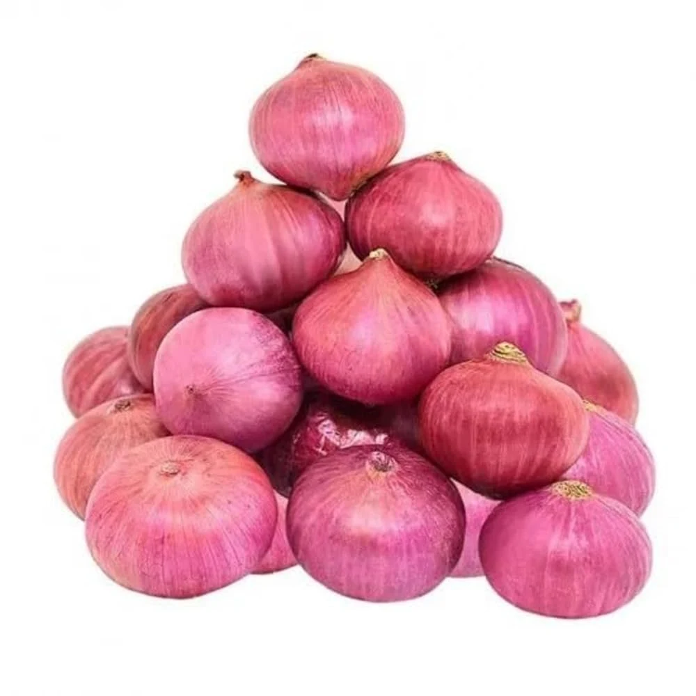 Onion - Dungdi