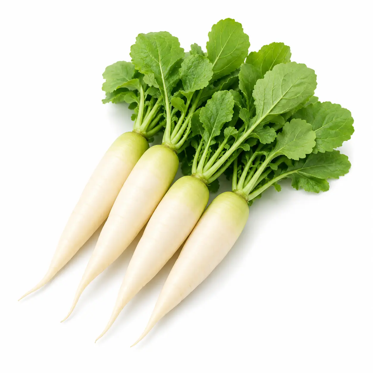 Radish - મૂળો