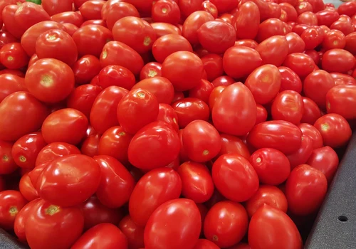 Hybrid Tomato - ટામેટા